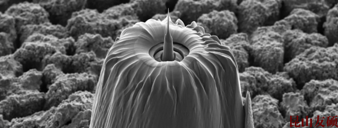 辽宁蔡司辽宁X射线显微镜